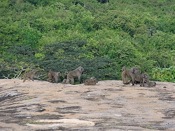 Rwakobo Rock　ウガンダ　動物