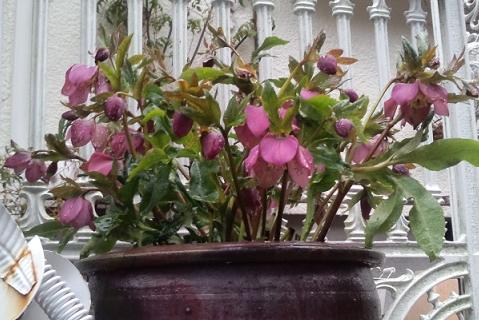 クリロー20120317-1.JPG