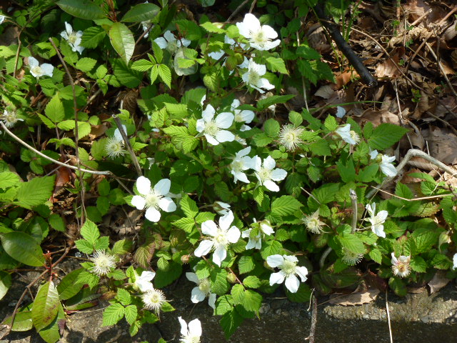 601 木苺の花