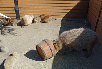 どうぶつ11.jpg