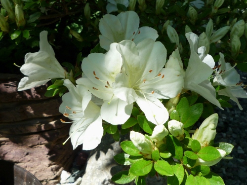 P1150260 (500x375).jpg