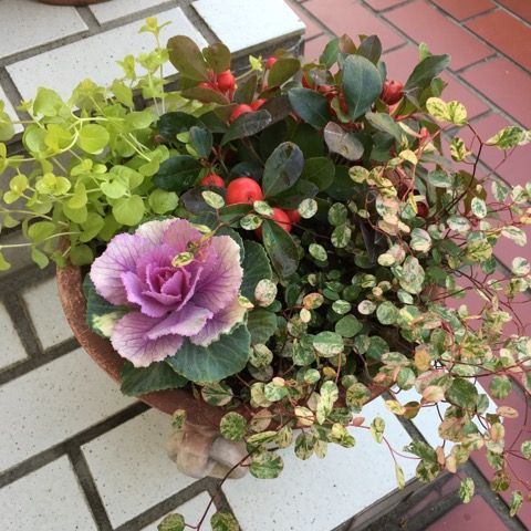 ミニ葉牡丹の寄せ植え 花いっぱい咲かせたい 楽天ブログ