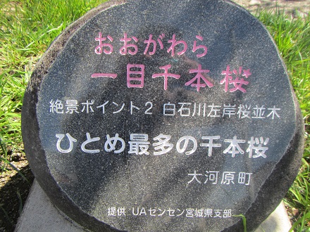 １－１千本桜標識.jpg