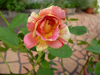 P1060624ss.jpg