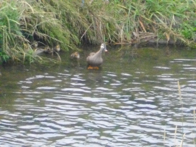 黒目川　＆　スーパーセール商品 061.JPG