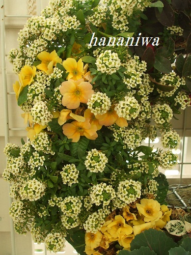 アリッサムとジュリアン１３０３２３.JPG