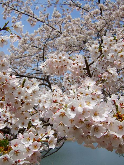 馬牛沼の桜