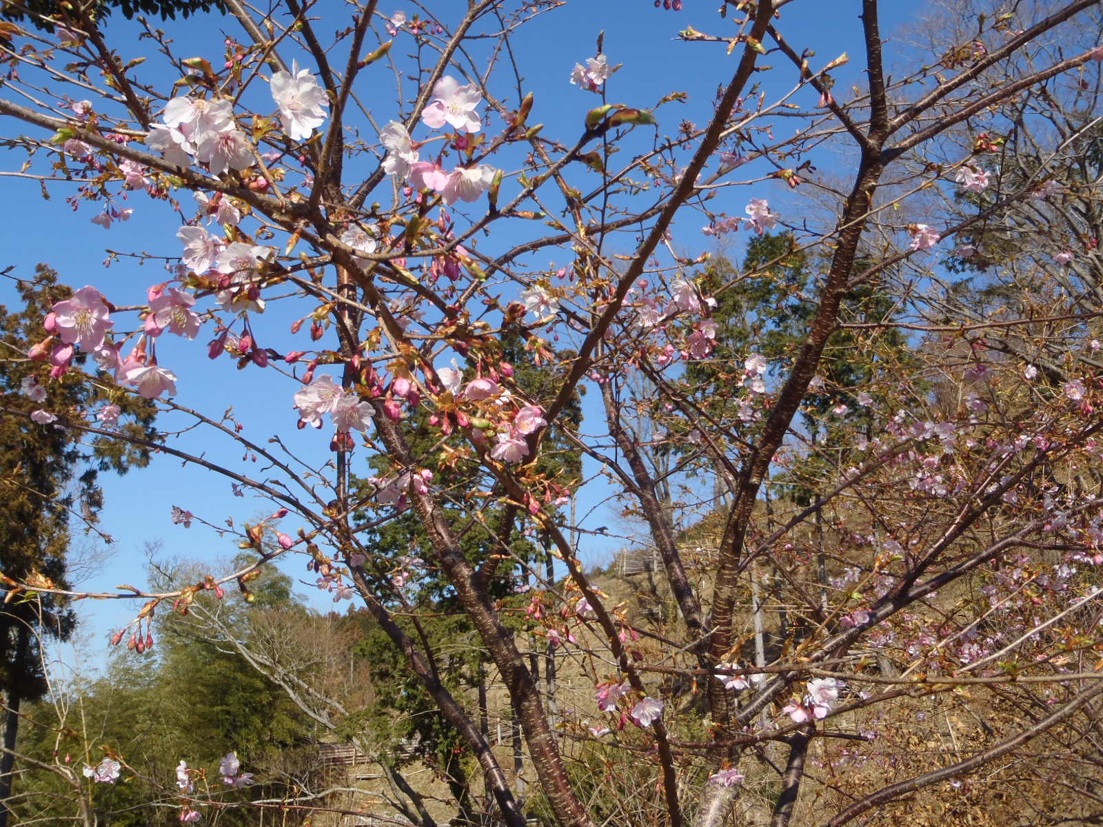 P2100007.JPG