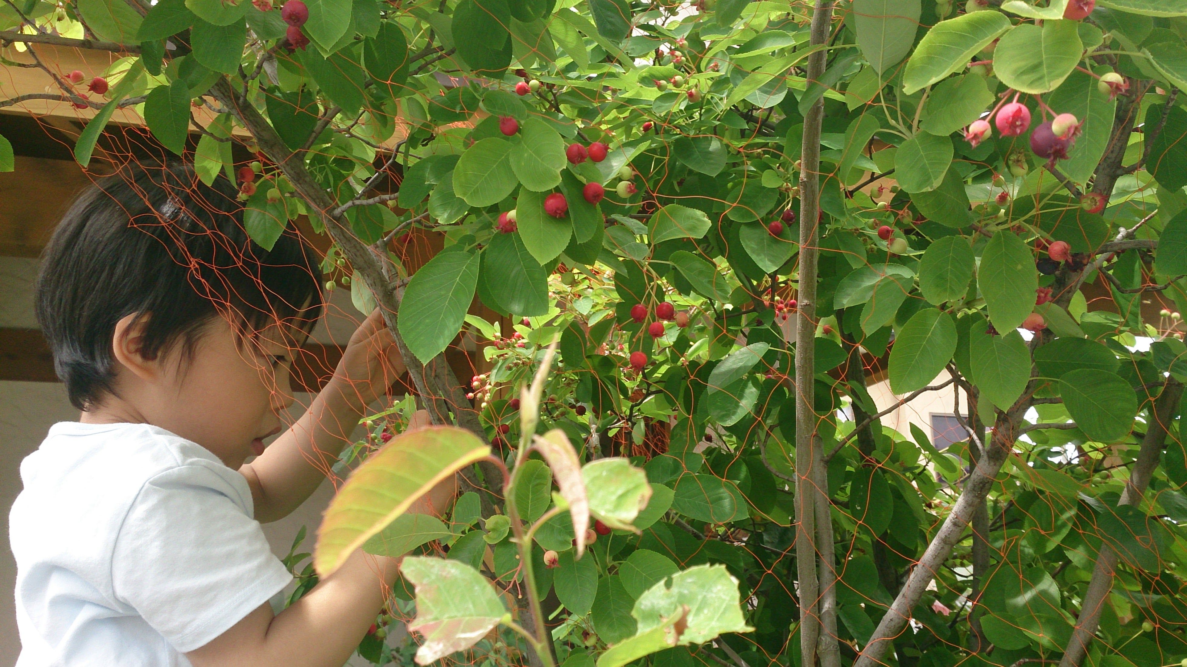 ジューンベリーの収穫 シンボルツリーにおすすめ なつたけ母ちゃんの美容 子育て 秋田の観光情報 楽天ブログ