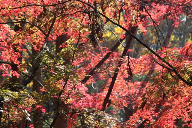 いこいの森の紅葉.jpg