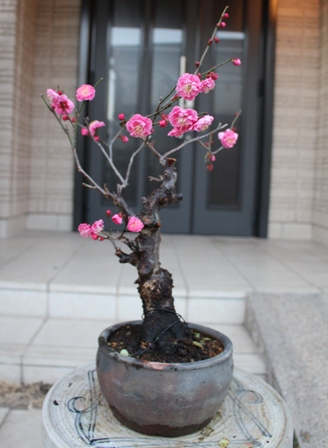 八重紅梅
