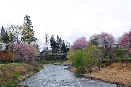 桜２