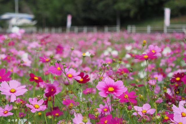 秋桜の咲く町へ - 田舎ひとり暮らしの日常：楽天ブログ