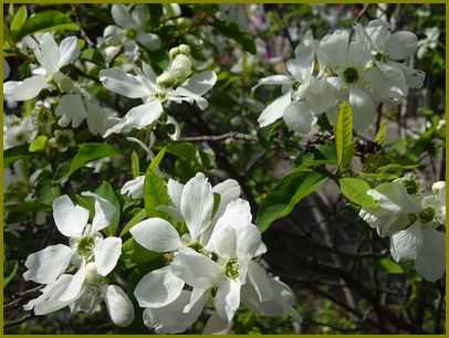 令和４年４月10日 利休梅千利休を偲びおり 花の歳時記 天南星の魅力 山野草 楽天ブログ