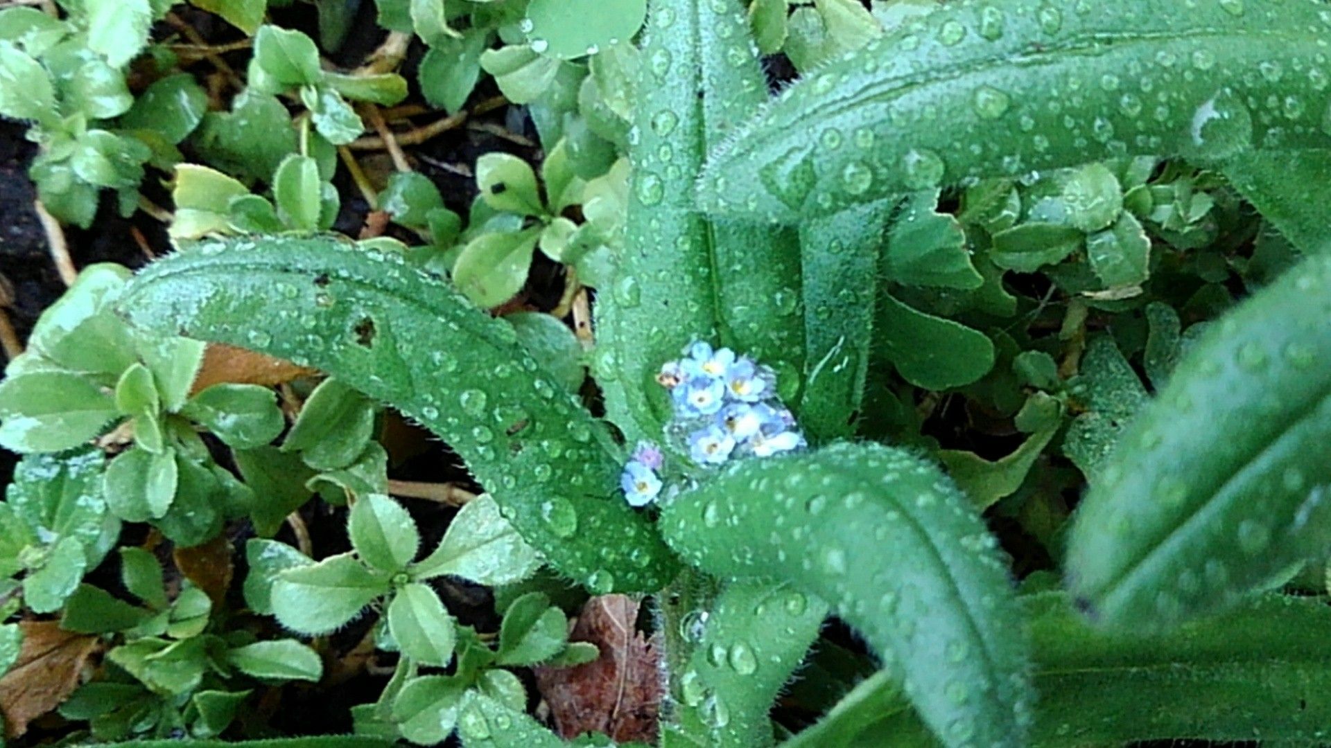 寒くなるのにさきだした勿忘草 小さな花宇宙 そして それから 老いふたりの小宇宙 楽天ブログ