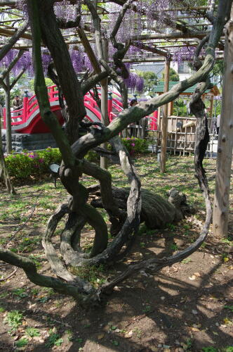 亀戸天神社にて