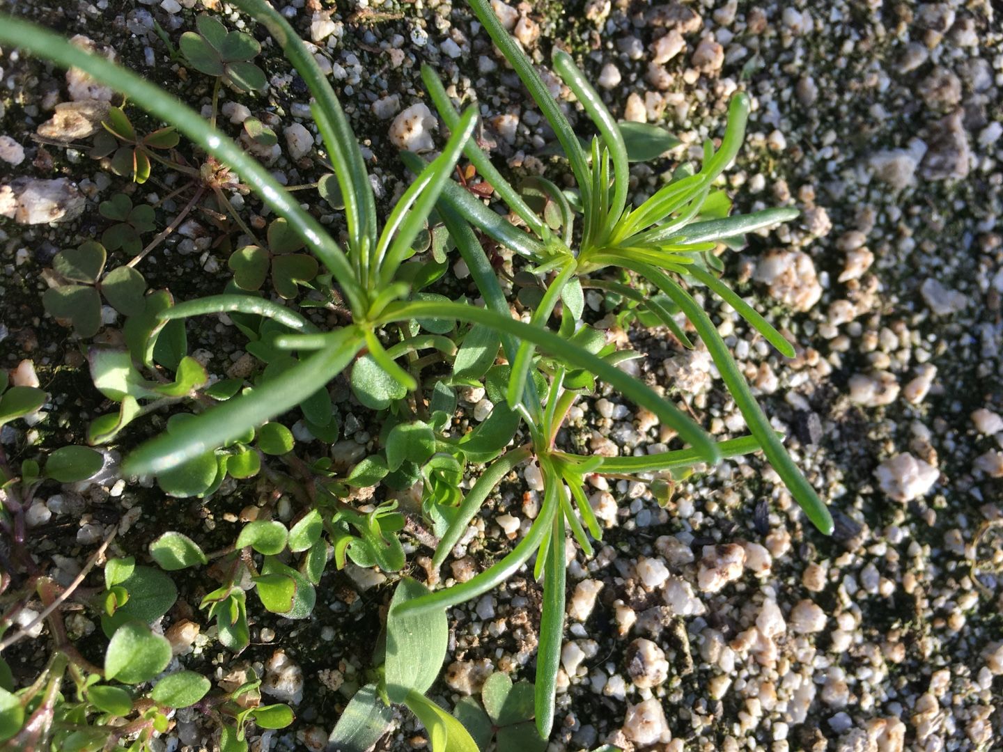 おかひじき 栽培