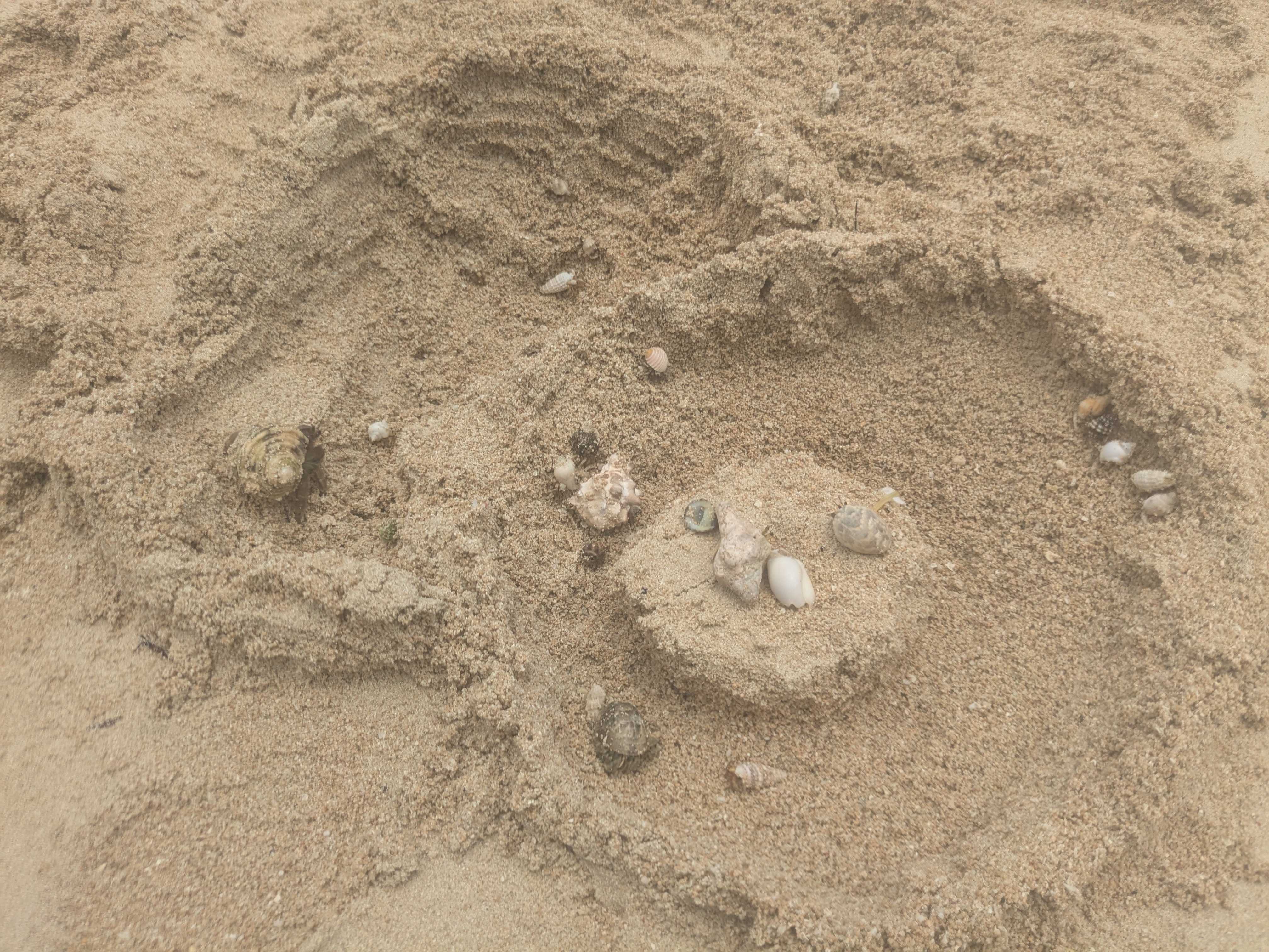西表島　海猫　アクティビティツアー　鳩間島 前の浜　やどかり一杯
