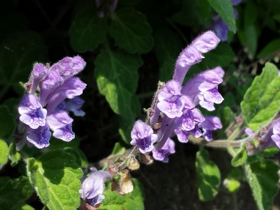 20160521_093654 (400x300).jpg