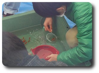 金魚すくい
