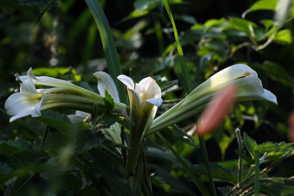 170726-0110 ウバユリ