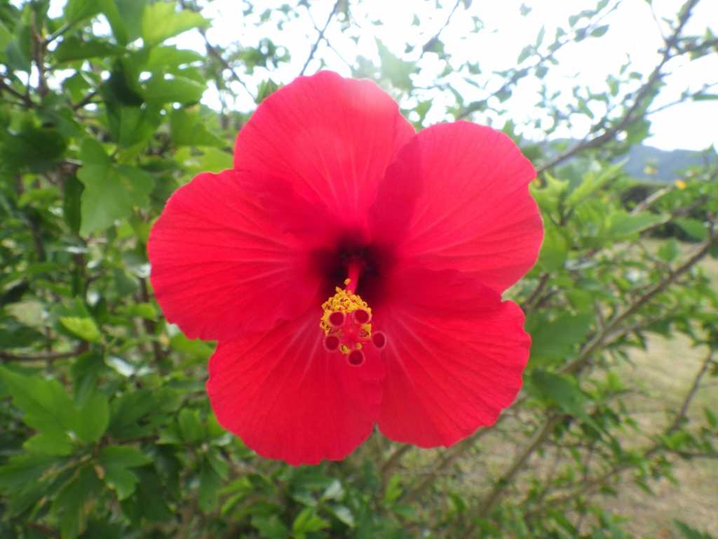 串本磯採集2018年7月下旬11　ブッソウゲ（Hibiscus rosa-sinensis）