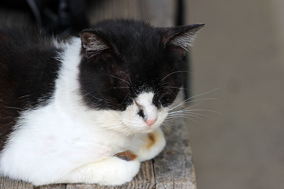 我が家のニャンコ♪2014/05/1-1