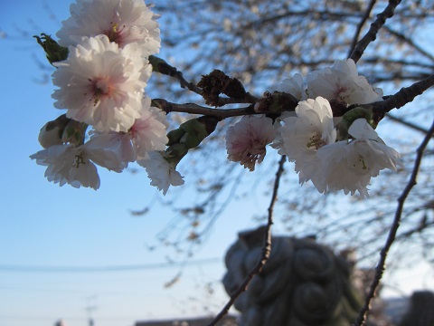 四季桜３.jpg