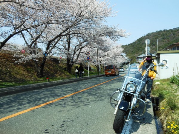 2012桜