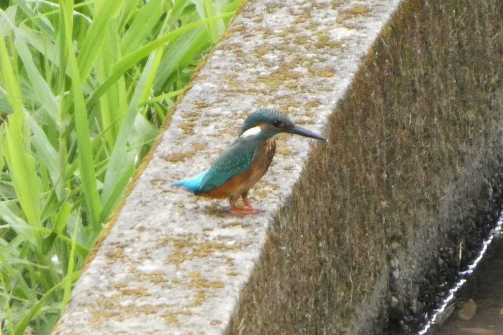 515