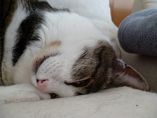 P1010686ss.jpg