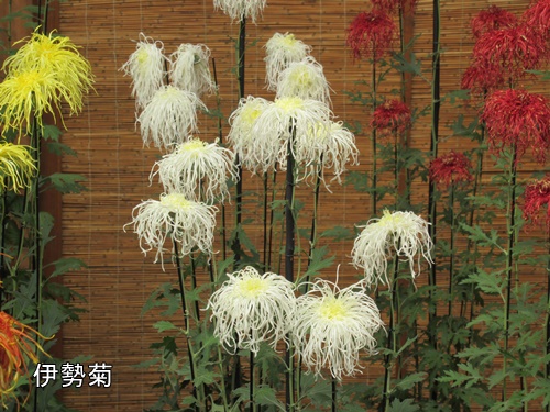 伊勢菊・丁子菊・嵯峨菊花壇