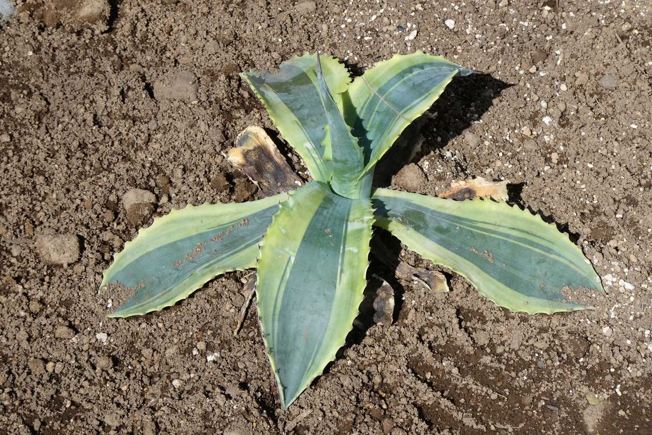 アガベの植え付け～リップルエフェクトとオバティフォリア | 小平太