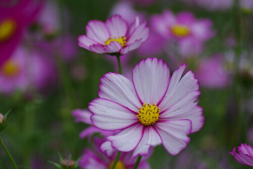 花の丘のコスモス