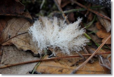 大野湊緑地公園-14 これは何かな？ 15.1.21