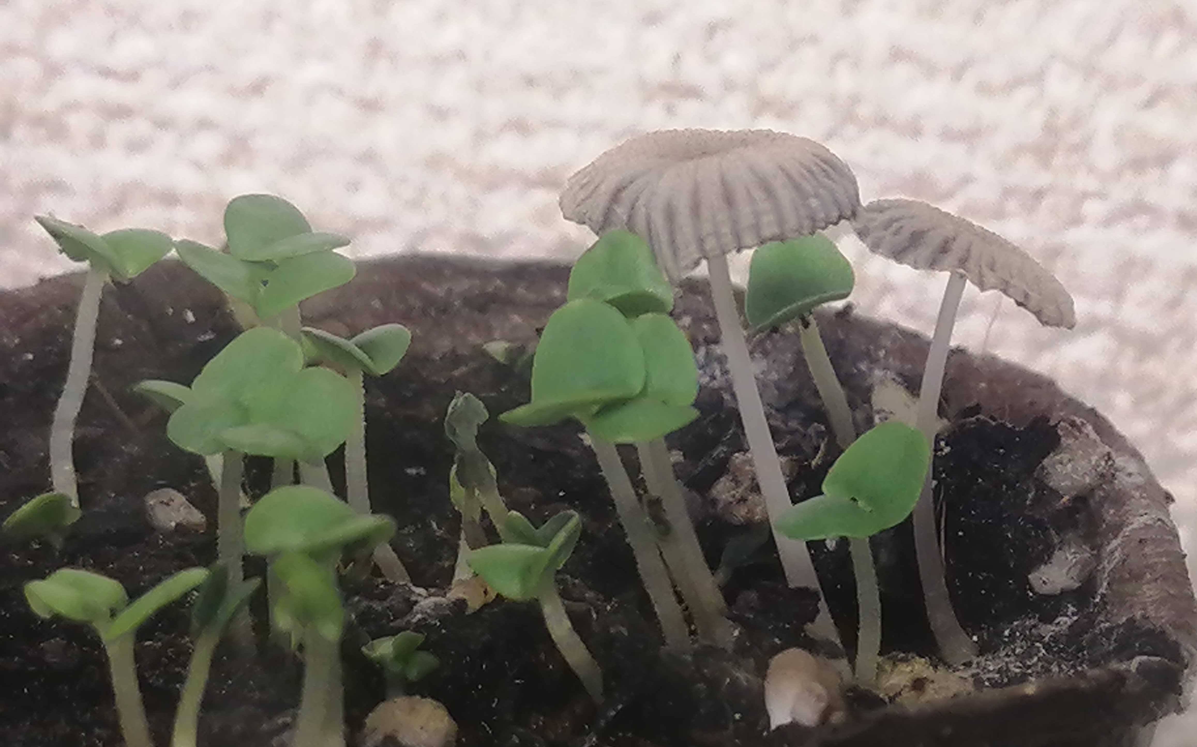 きのこ くろけだま の家庭菜園のブログ 楽天ブログ きのこ くろけだま の家庭菜園のブログ 楽天ブログ