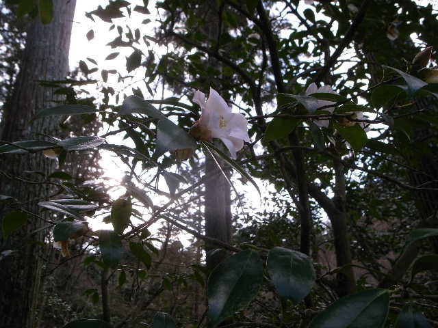 RIMG12988.JPG
