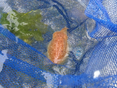 沖縄磯採集2013年5月下旬44　コウイカ科（Sepiidae）の種　コブシメ（Sepia latimanus）の稚イカの疑い