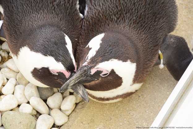 恐竜の好物は大量絶滅後、どのようにして生き残ったのでしょうか?