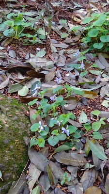 スミレの花