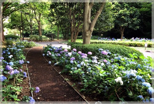 久良岐公園の紫陽花