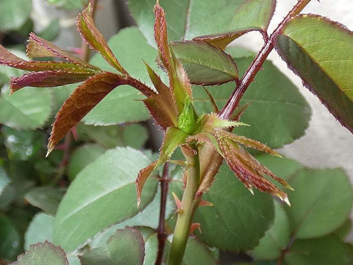 増えてきたバラの初蕾 新芽の脇芽かき バラの美と香りを求めて 楽天ブログ