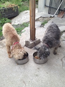 ドッグヌードル