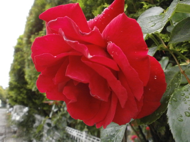 P5201231.JPG