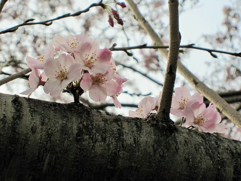桜6
