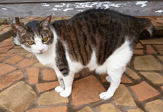 P1300639-ass.jpg