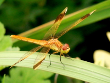 ミヤマアカネ　2　8.21　2015