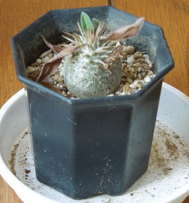 グラキリス2-6ｰ4