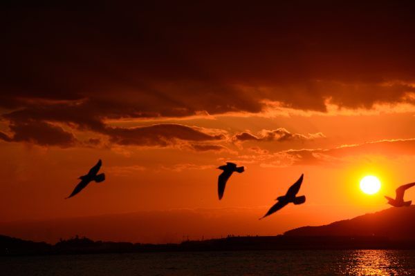 秋は、夕暮れ。 | グリーンマークときたま日記 - 楽天ブログ