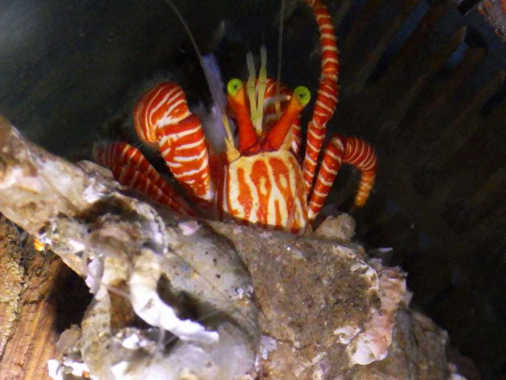 Ciliopagurus babai5　和歌山　深海採集　水深220m